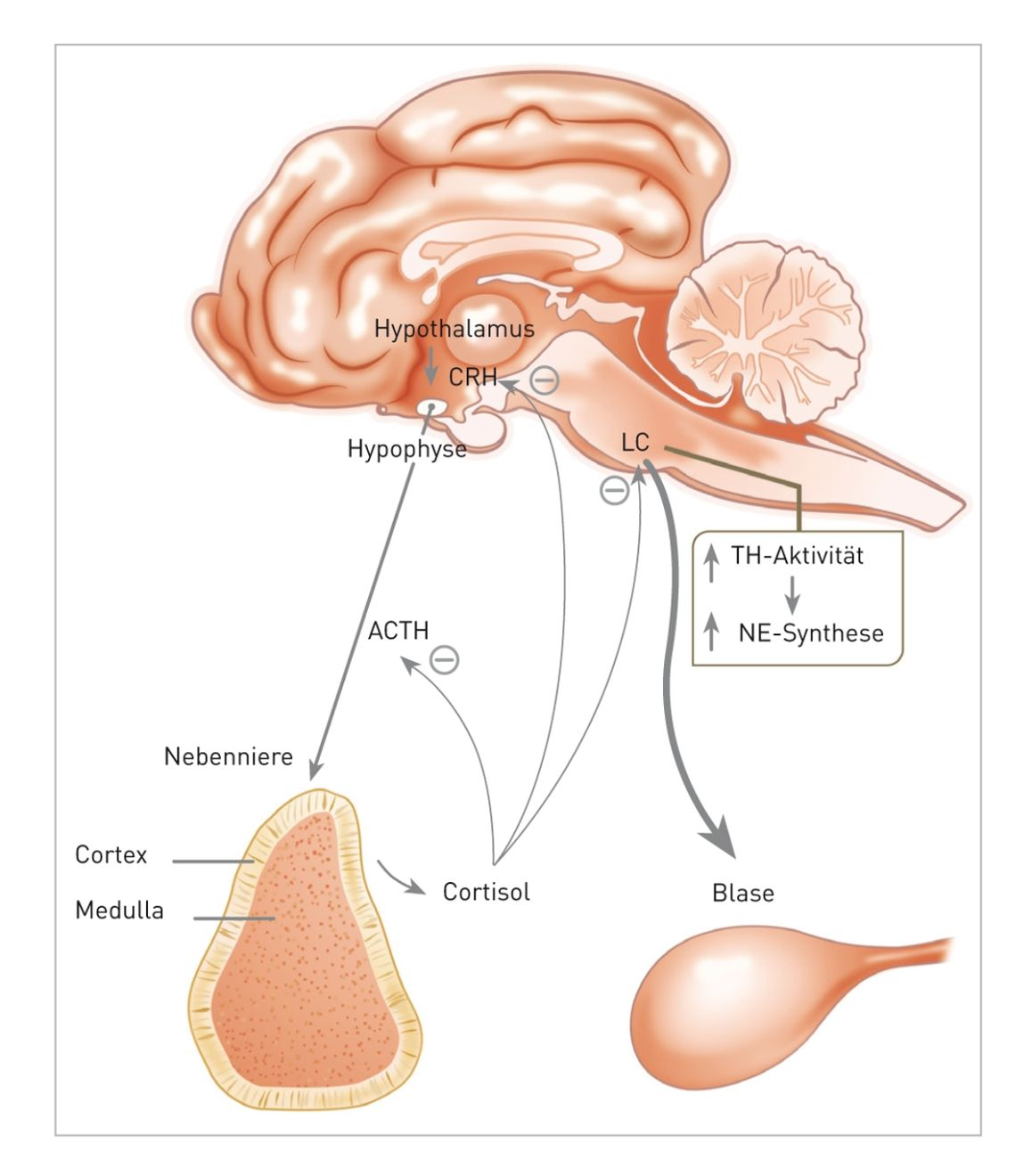 Neuroendokrine Anomalien werden bei Katzen mit FIC beschrieben, namentlich eine Unteraktivierung der HPA-Achse und eine Überaktivierung des sympathischen Nervensystems. TH = Tyrosinhydroxylase; NE = Norepinephrin; CRH: Corticotropin-Releasing Hormon; LC: Locus coeruleus