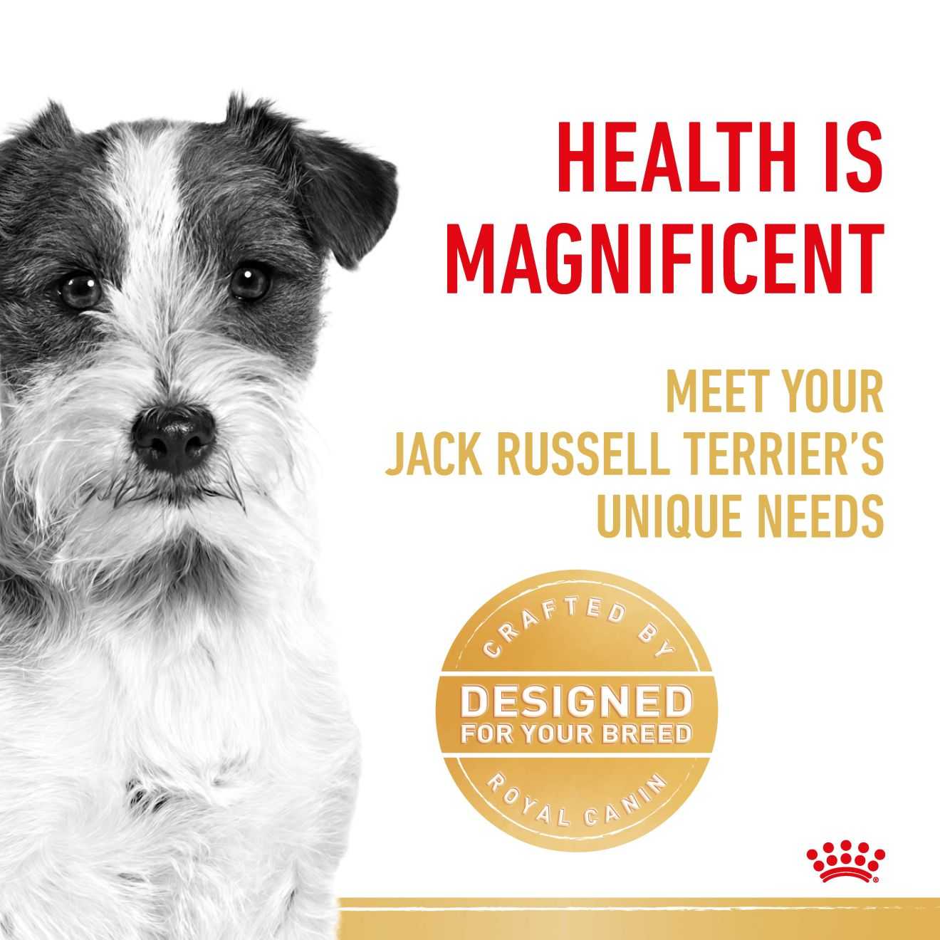 Jack Russell Terrier Adult