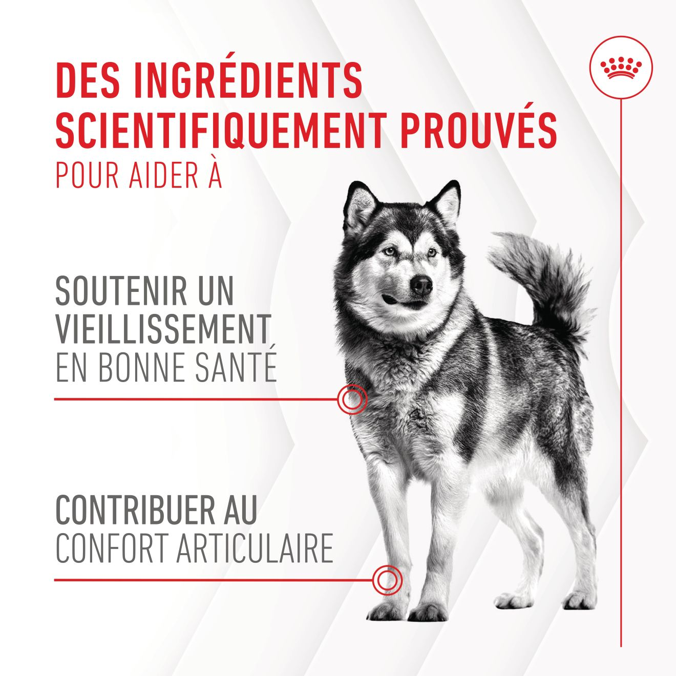 Aliment complémentaire Joint & Ageing Chews pour chien