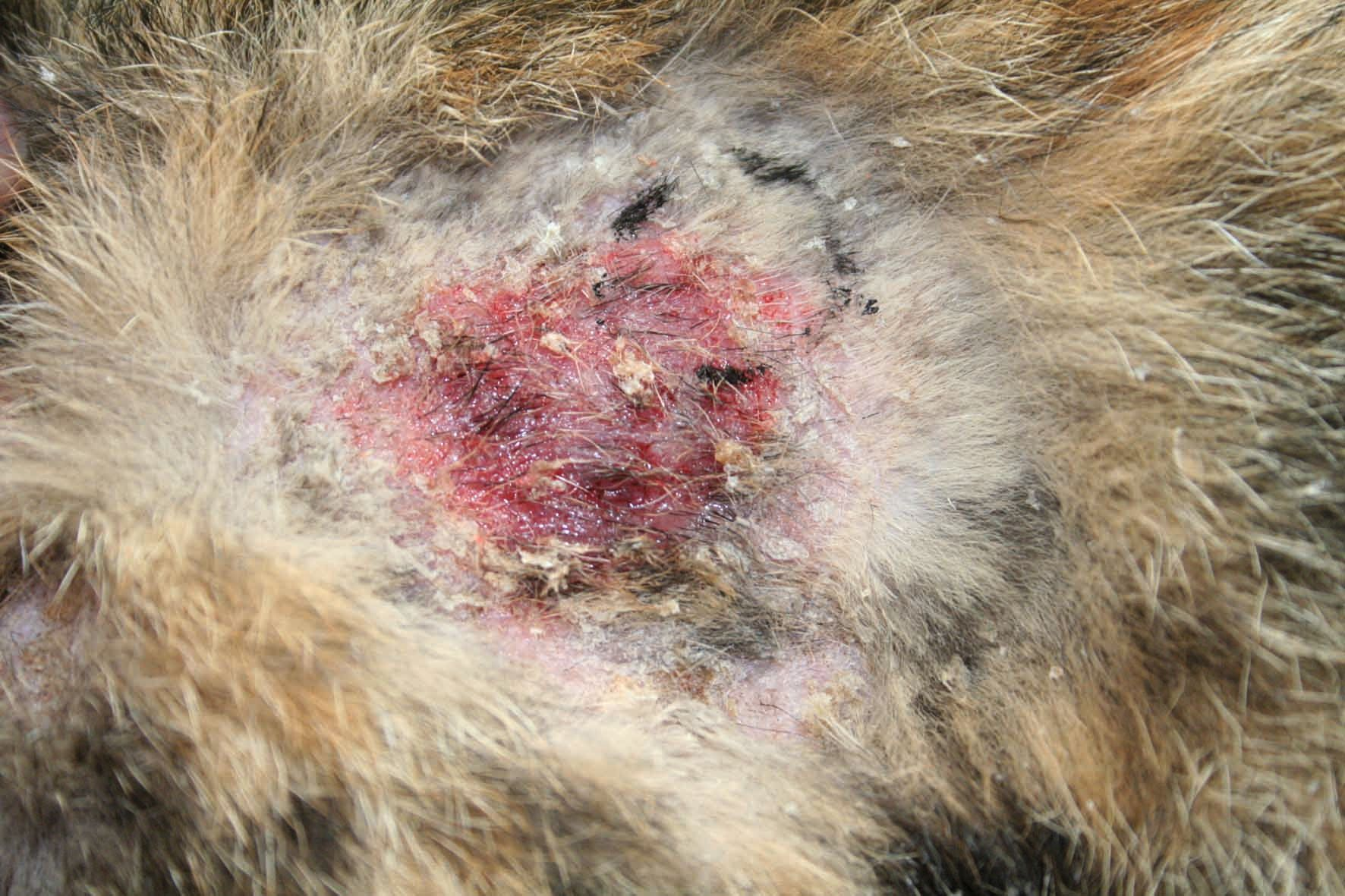 A cat with CETL showing alopecia, scaling and crusting centered around an erythematous and eroded plaque.