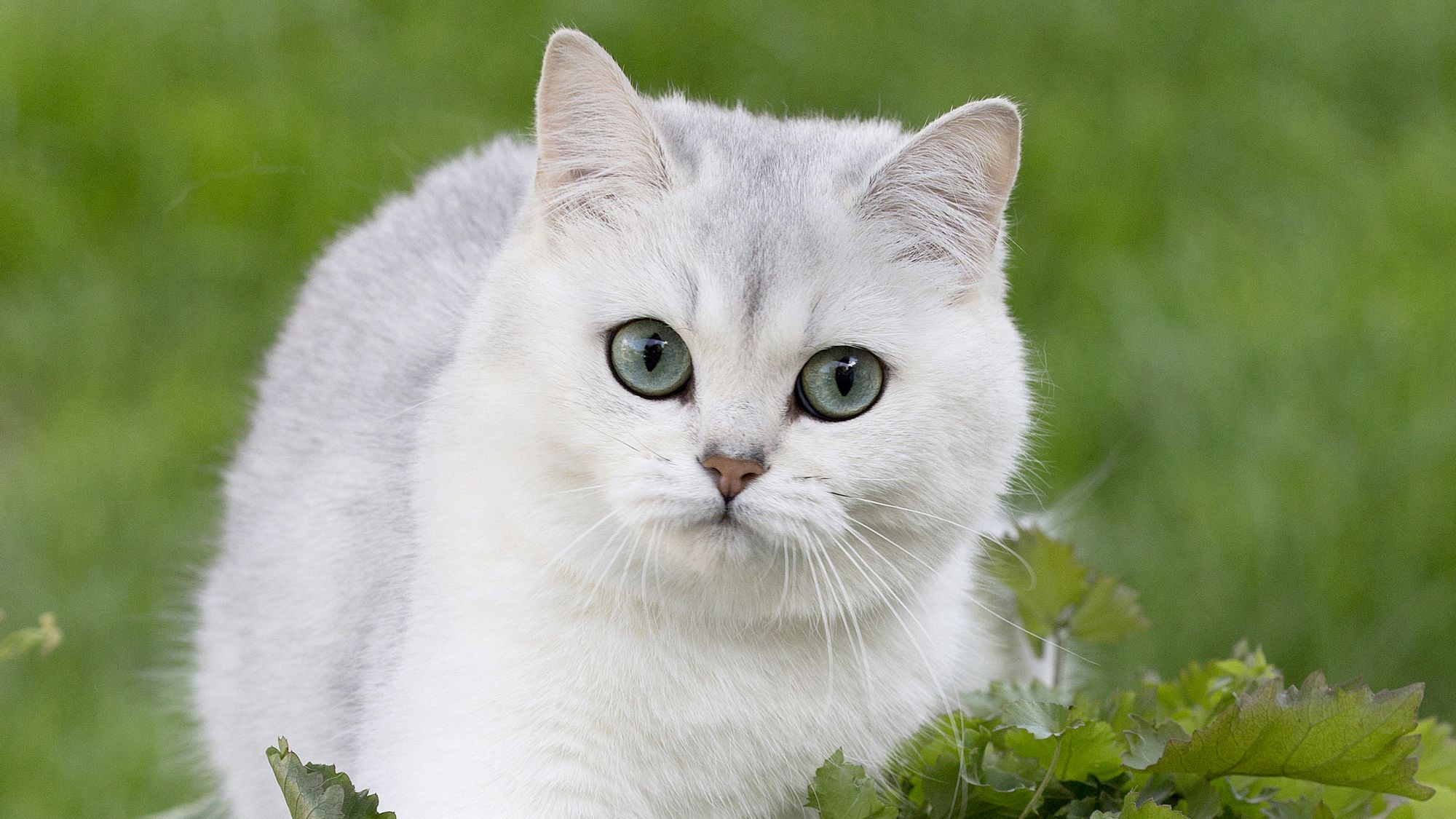 Cose-up of white British Shorthair lying in grass