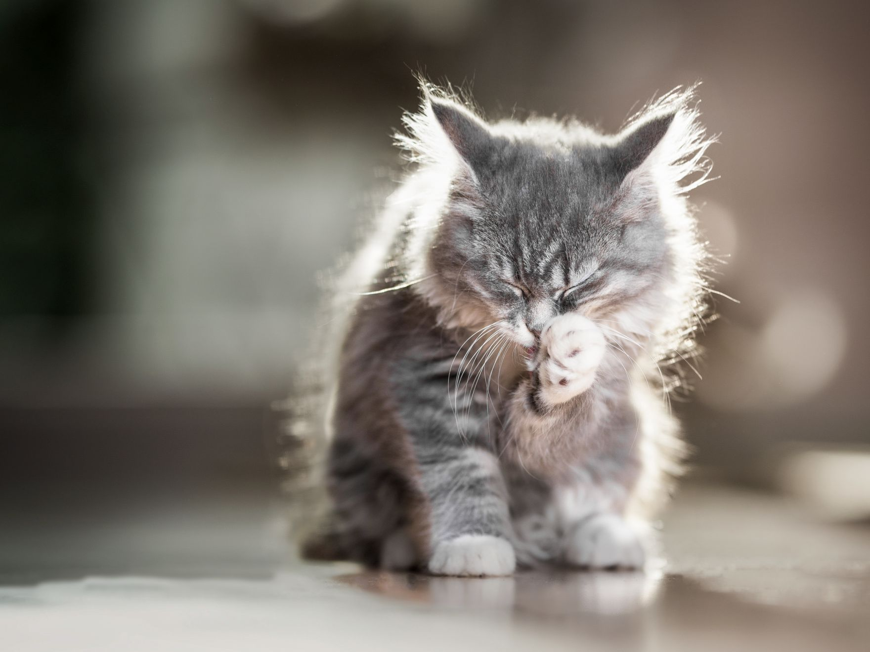 Maine Coon Kitten sitting indoors licking its paw