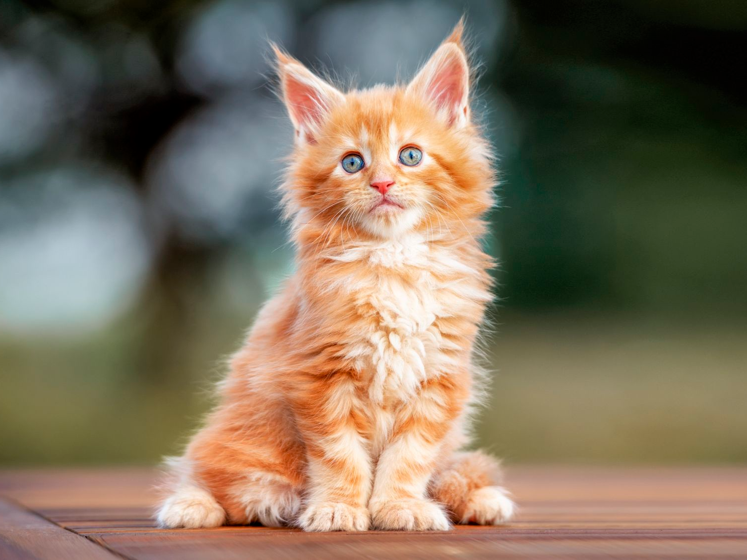 Gatito Maine Coon sentado una mesa de madera al aire libre