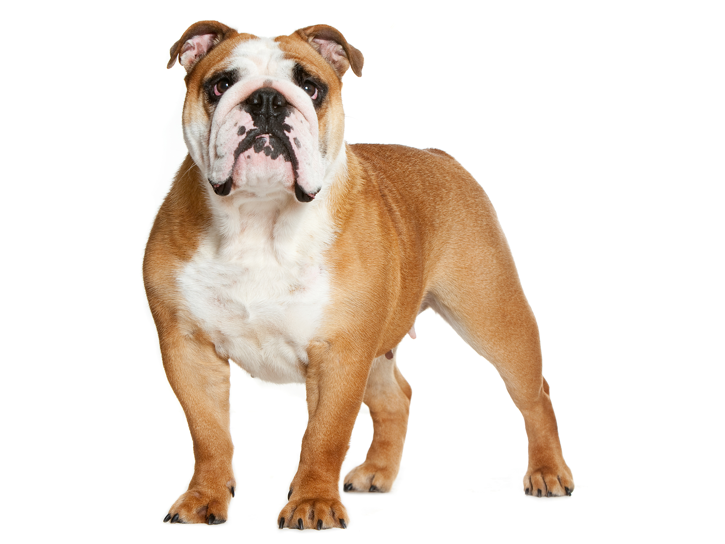 Ausgewachsene Bulldogge sitzt in Schwarzweiß