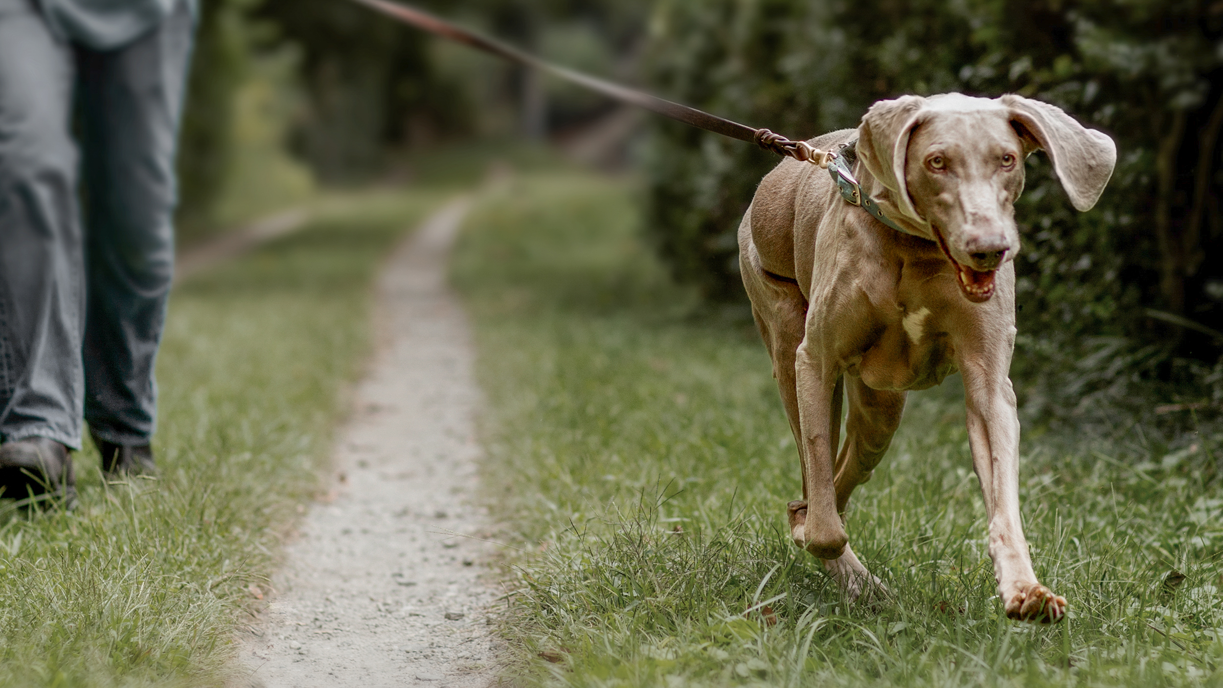 Ageing Weimaraner walking outdoors on a grassy footpath.