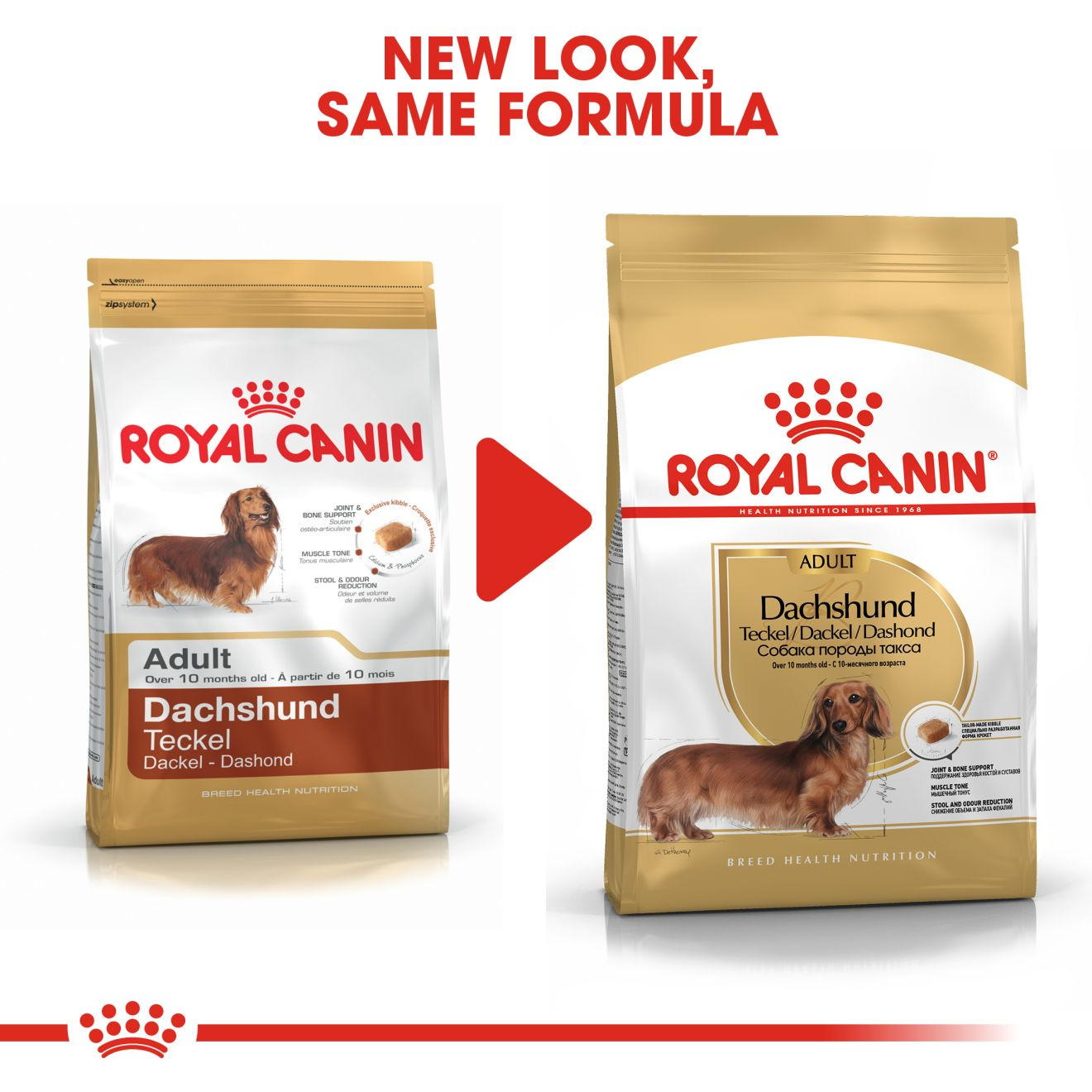 Dachshund Adult Royal Canin ZA