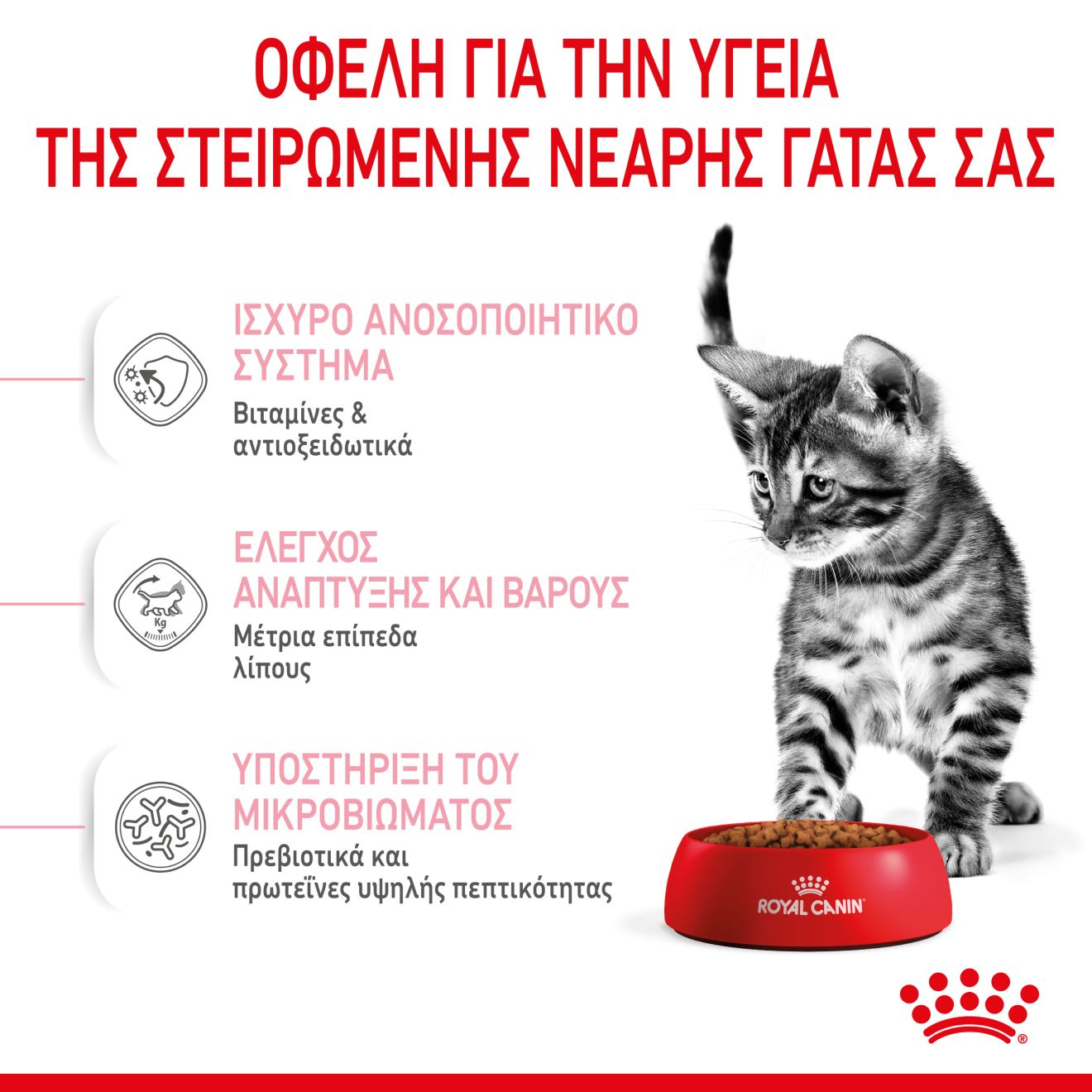 KITTEN STERILISED 