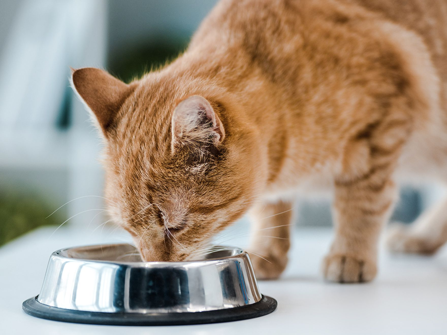 Cat eating from metal bowl