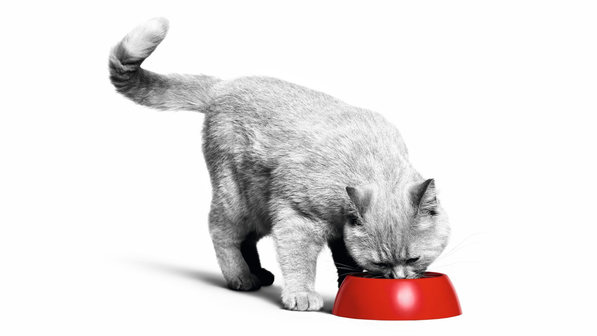 British Shorthair eating from a red bowl