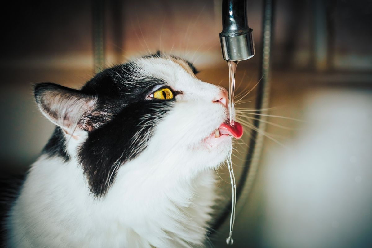 Résumé des méthodes pouvant favoriser la consommation d’eau et la dilution urinaire.