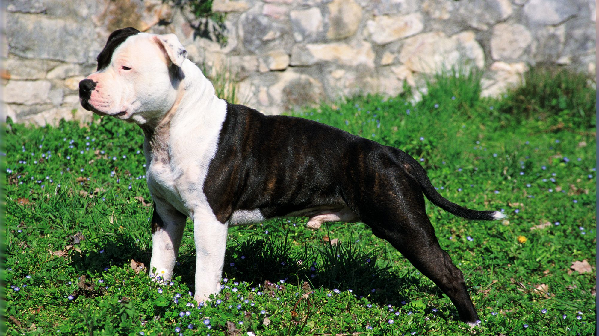 Staffordshire Bull Terrier stood on grass looking to the left