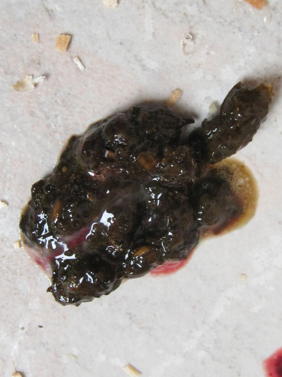 Figure 5. Selles non moules contenant du mucus et du sang, pouvant suggrer une coccidiose. Aurlien Grellet