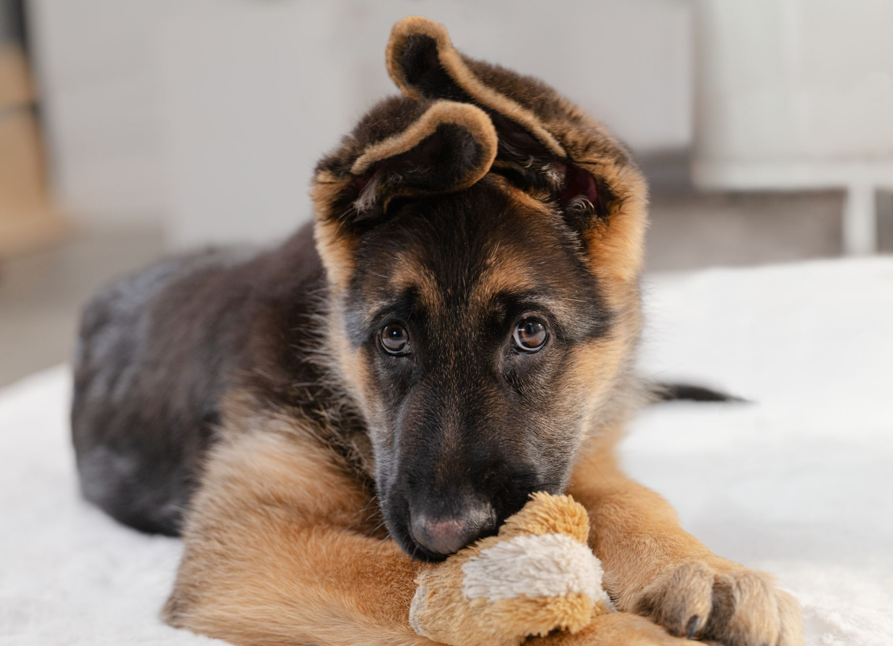 puppy German shepherd lying down