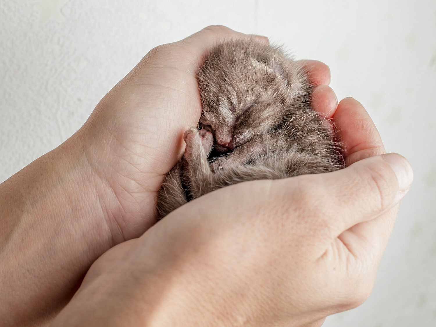 Pequeño gatito recién nacido abrazado por un criador