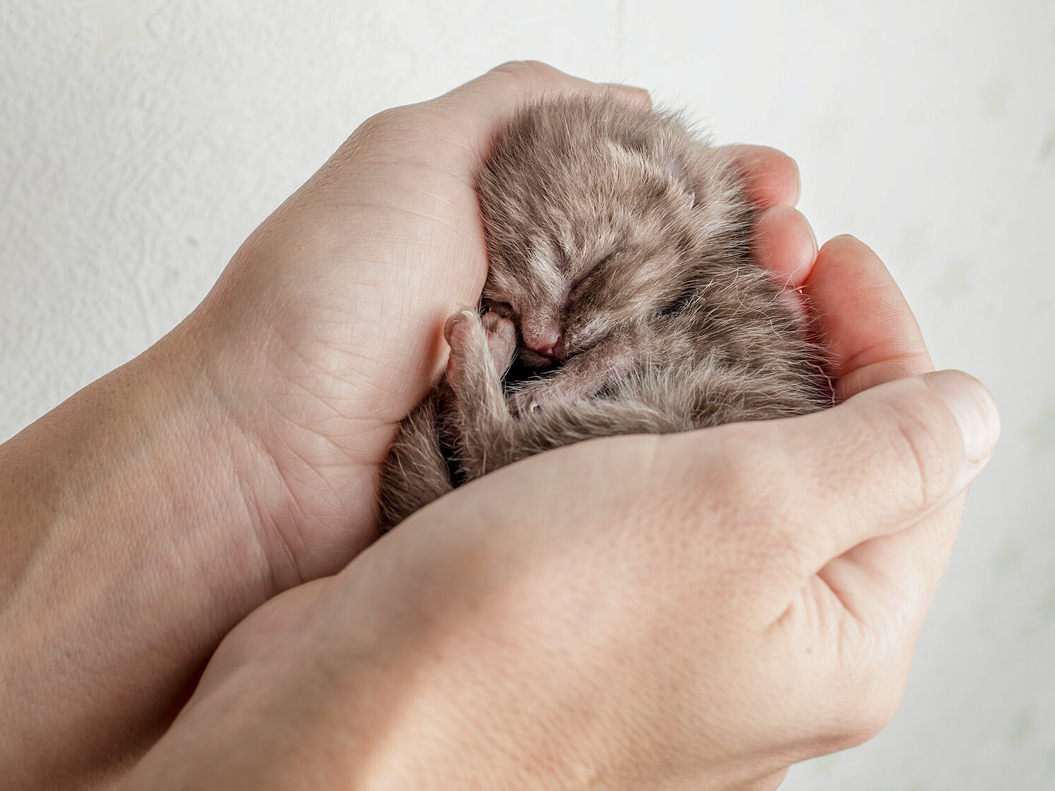 Small newborn kitten being held by breeder