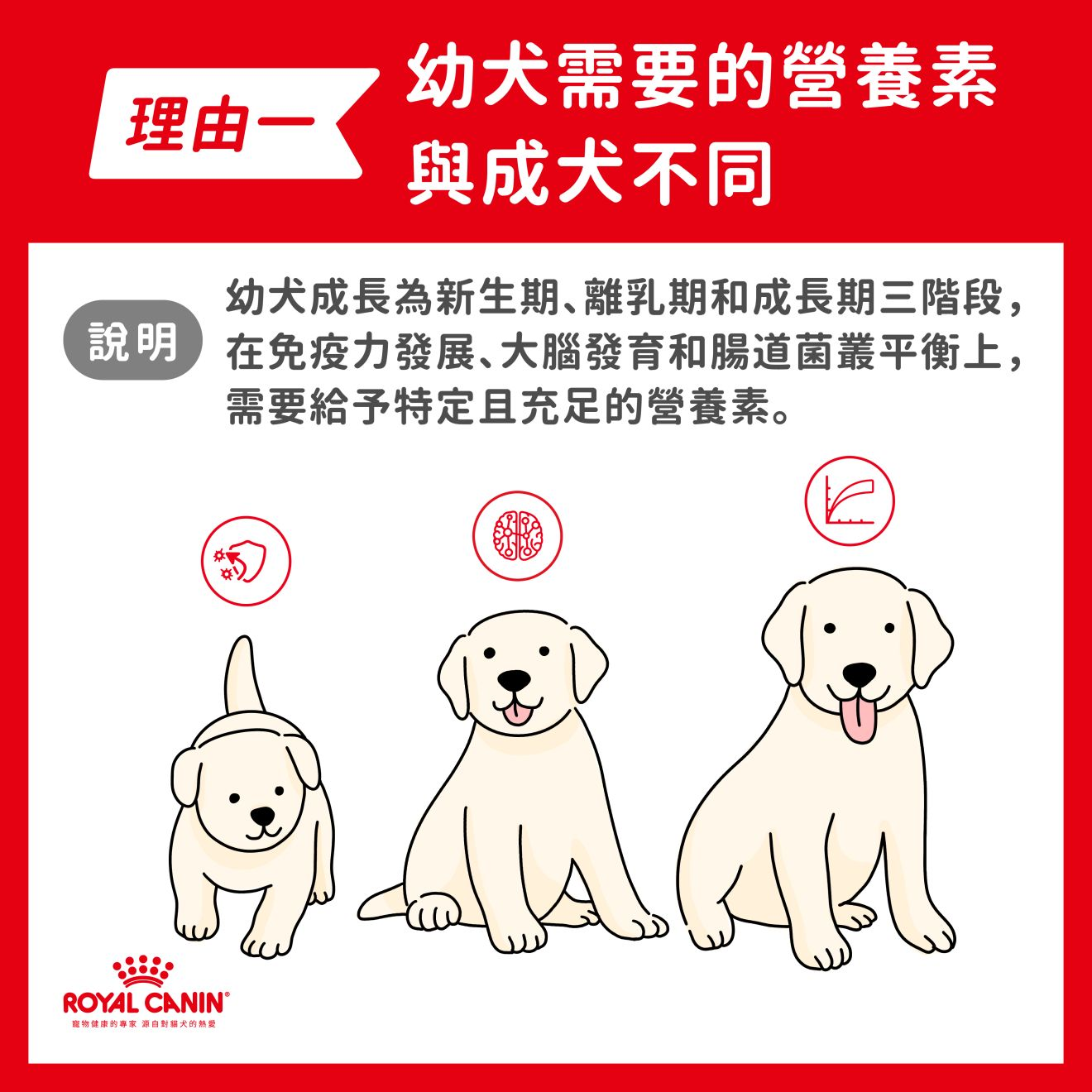 理由一：幼犬需要的營養素與成犬不同