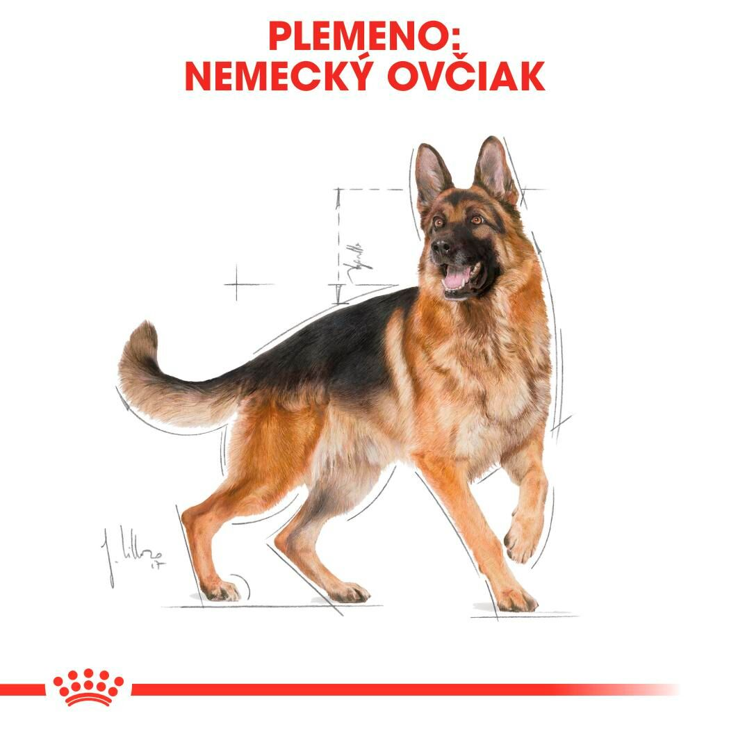 GERMAN SHEPHERD Adult