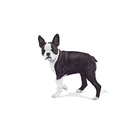 Royal canin boston store terrier