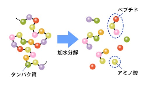 77_Japan_local_FAQ_Protein.jpg