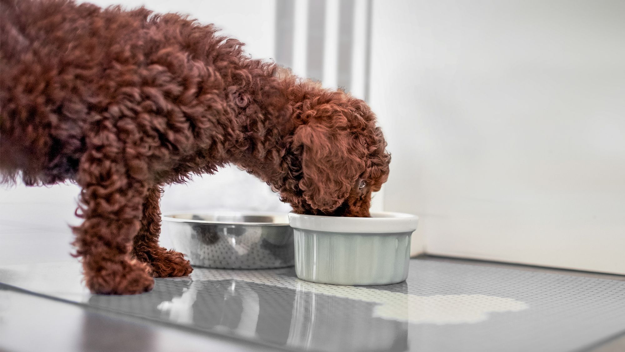 Puppy Poodle standing indoors eating from a ceramic bowl.