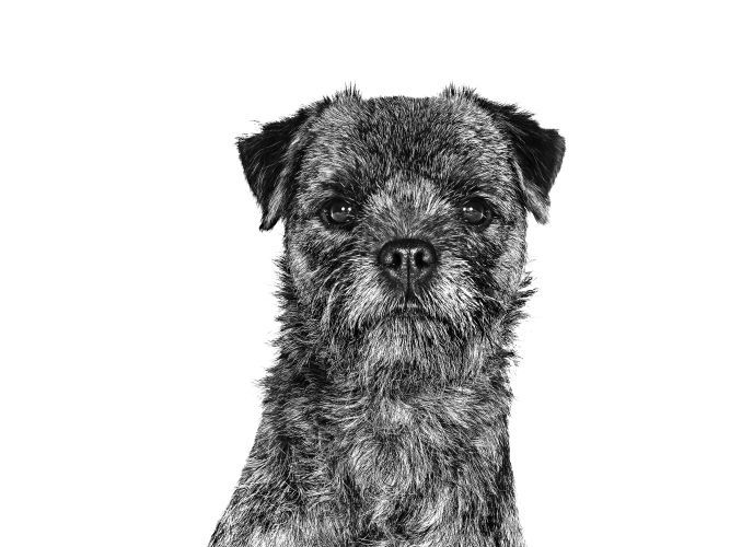 Border Terrier