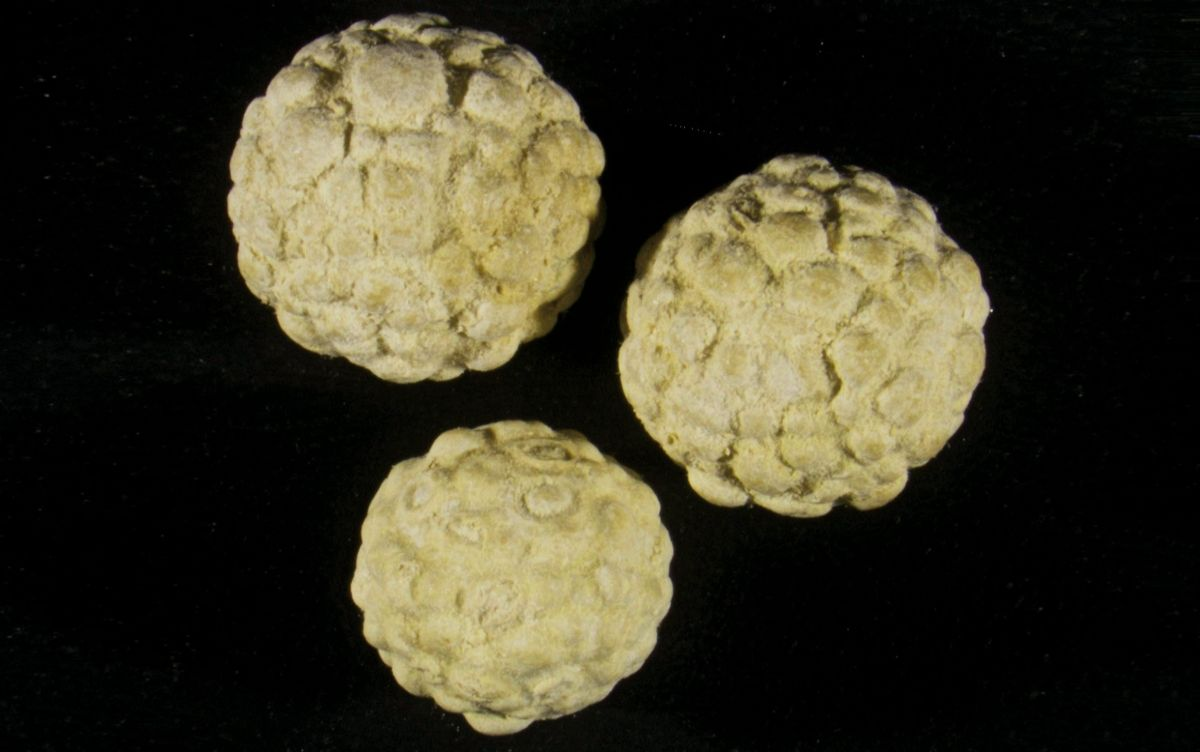 Figure 2. The typical appearance of urate stones, which are predominantly ammonium urate. © Canadian VeterinaryUrolith Centre