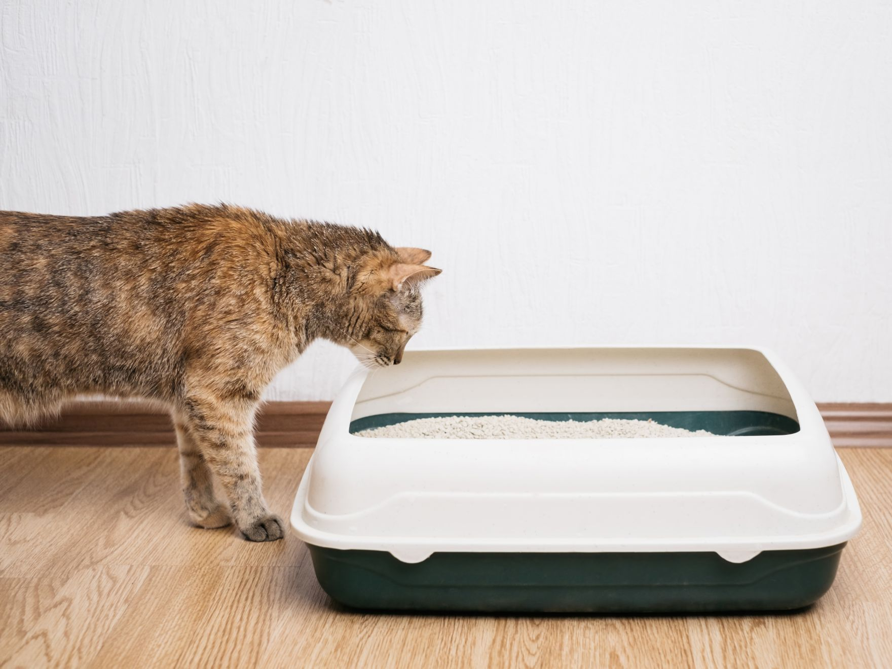 Chat roux regardant le bac à litière