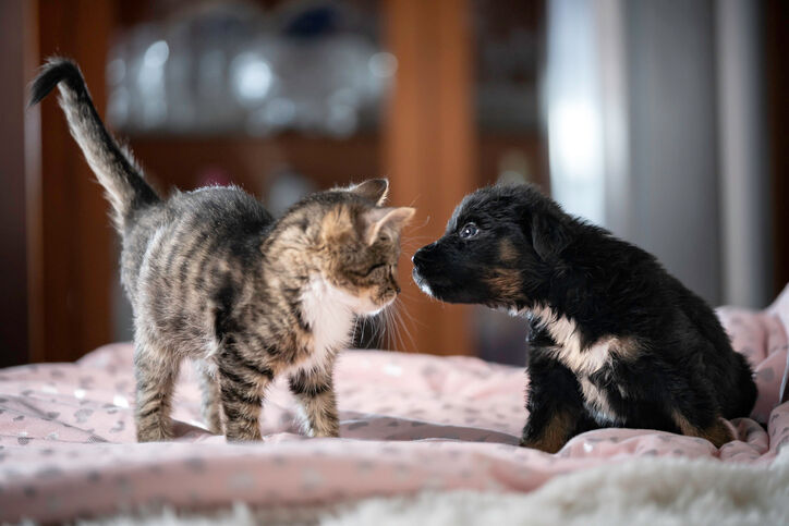 kitten en puppy onderzoeken elkaar