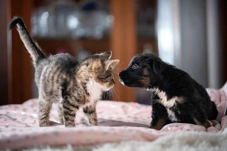 chiot et chat  jouer