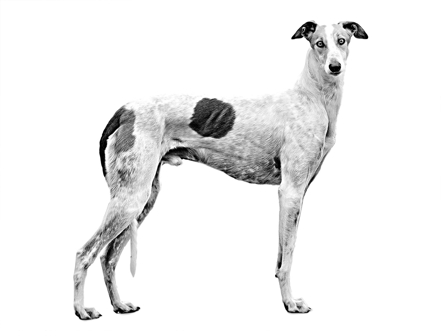 Hungarian Greyhound Magyar Agar adult black and white
