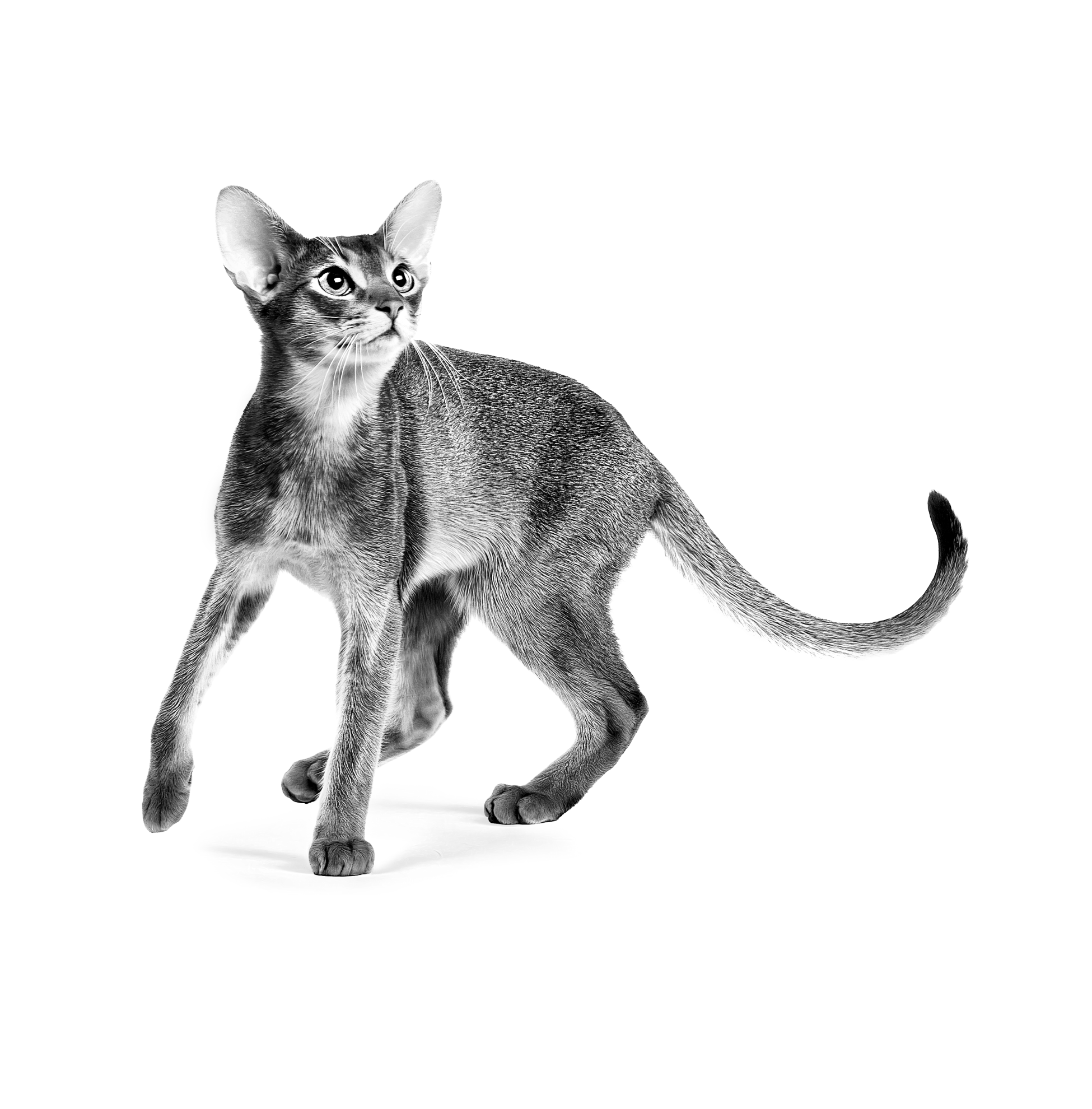 abyssinian adult