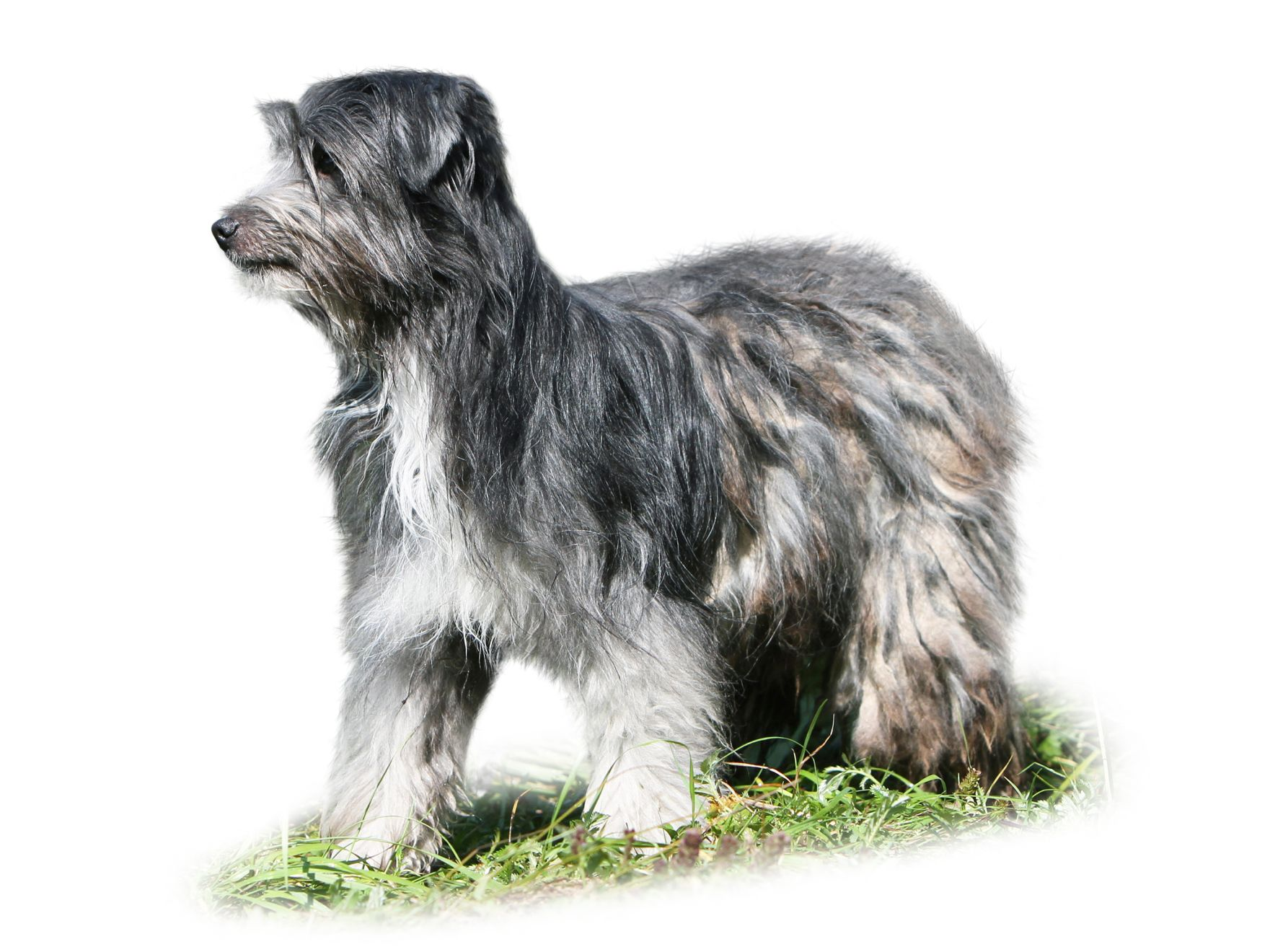 Pyrenean Shepherd, Smooth-Faced