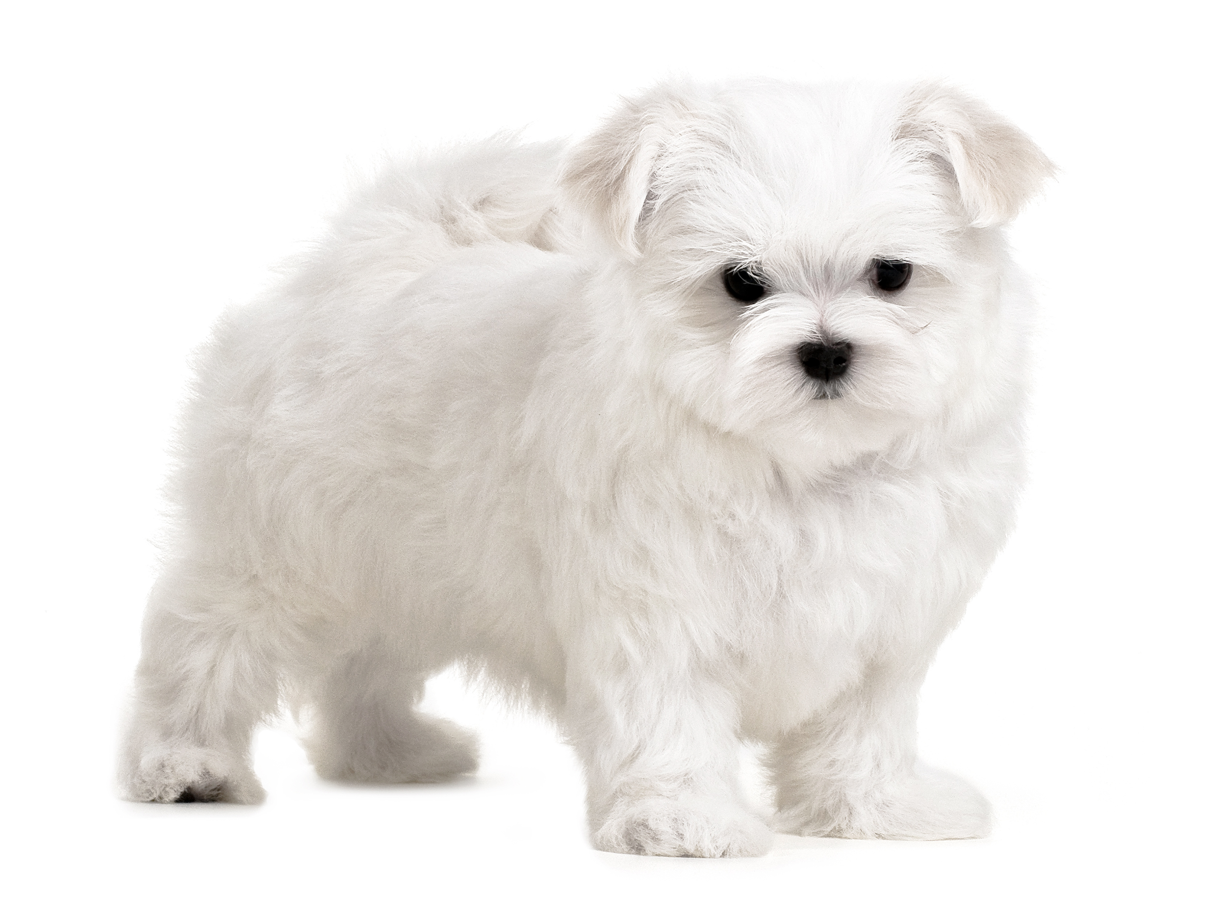 royal canin puppy maltese