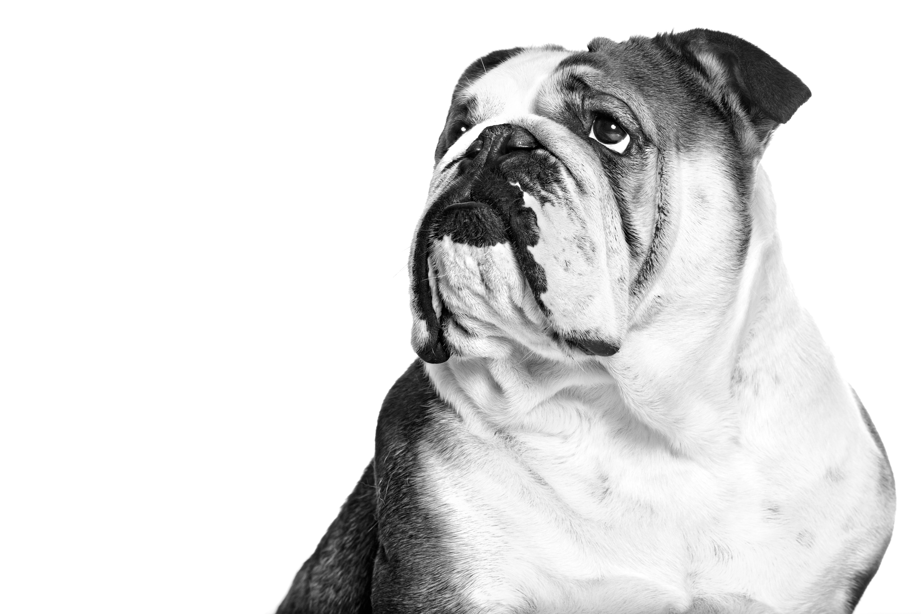 Bulldog adulto seduto in bianco e nero