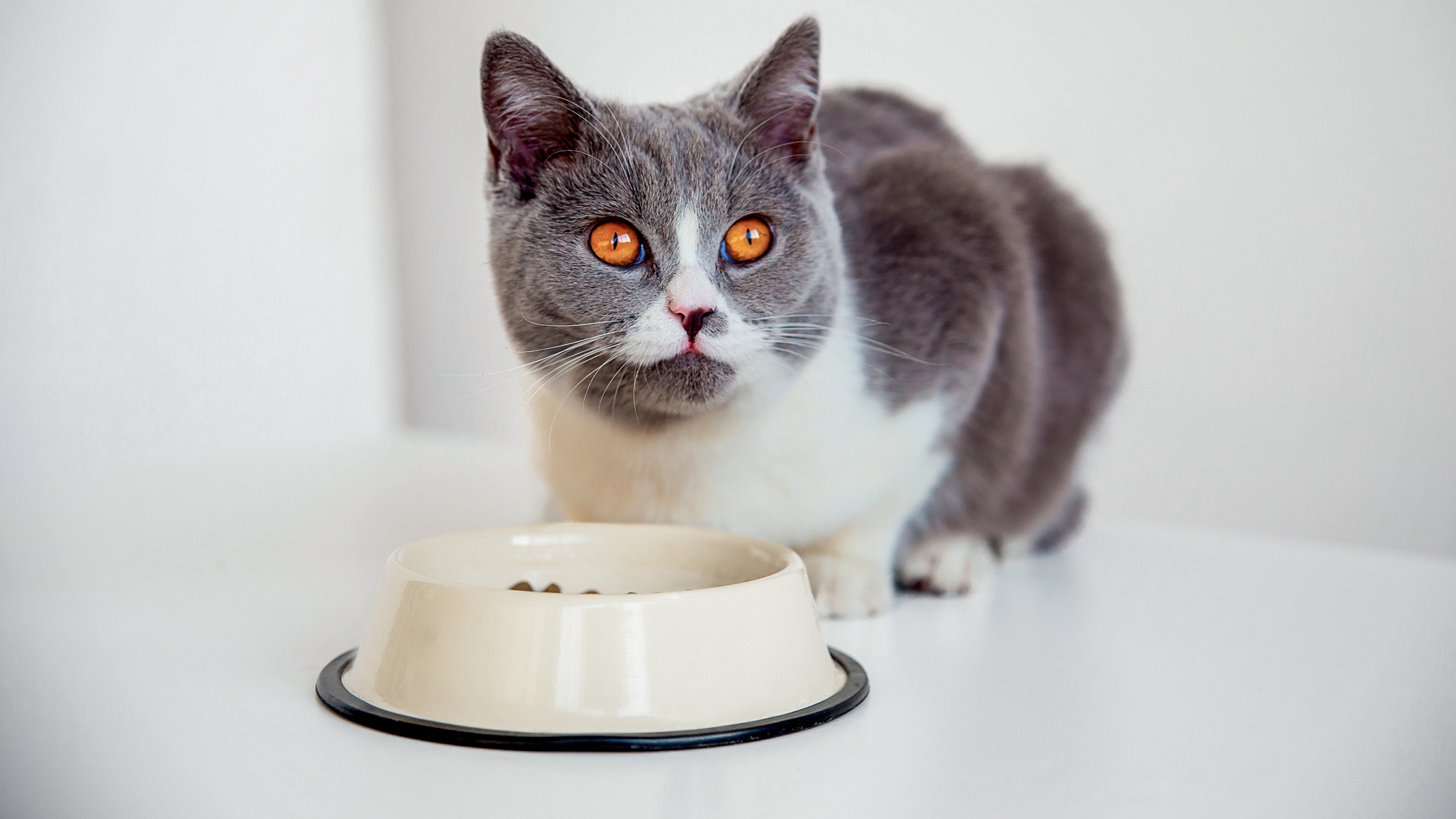 Ältere Katze sitzt drinnen neben einem cremefarbenen Napf.