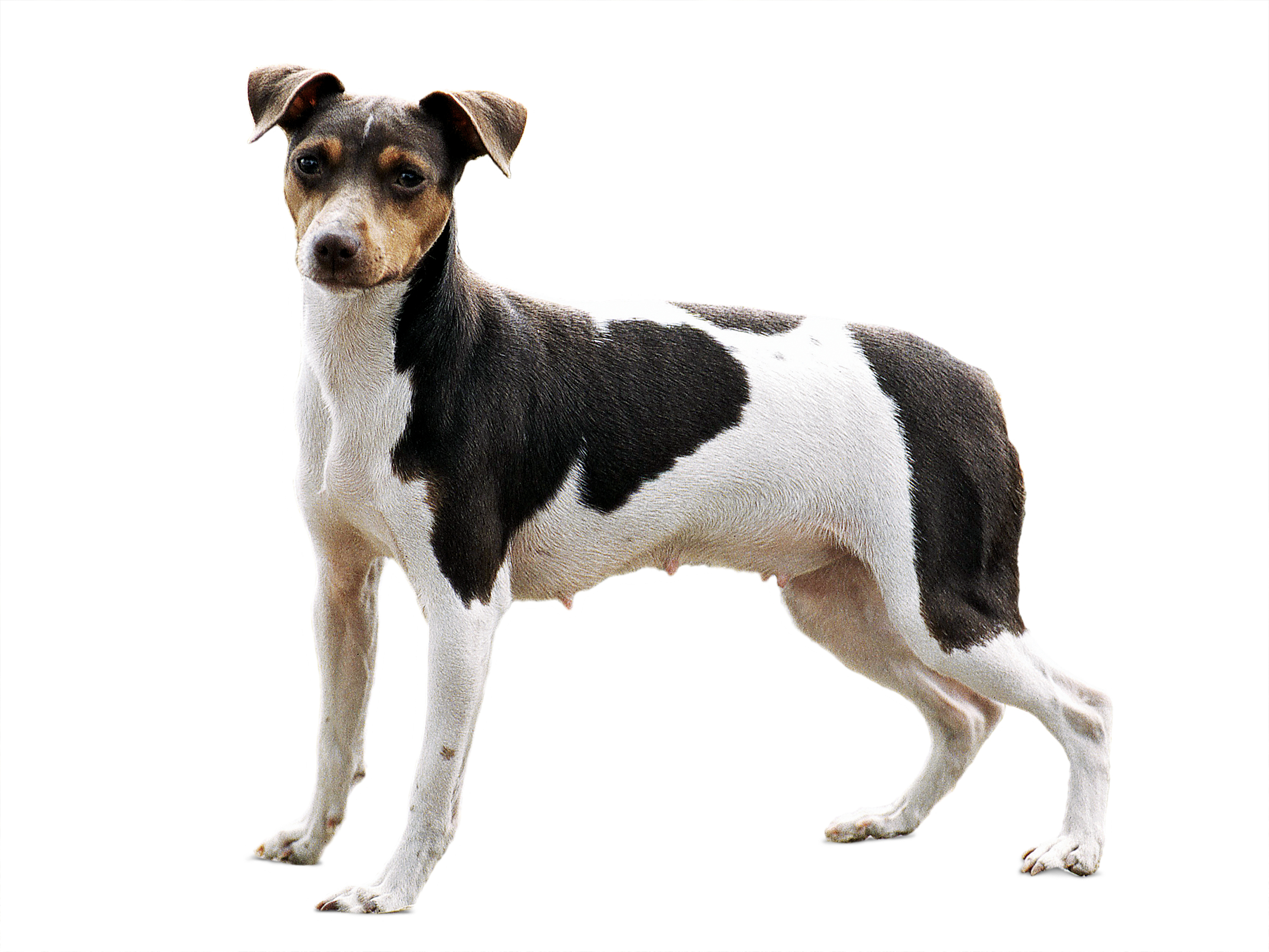 Brazilian Terrier adult black and white