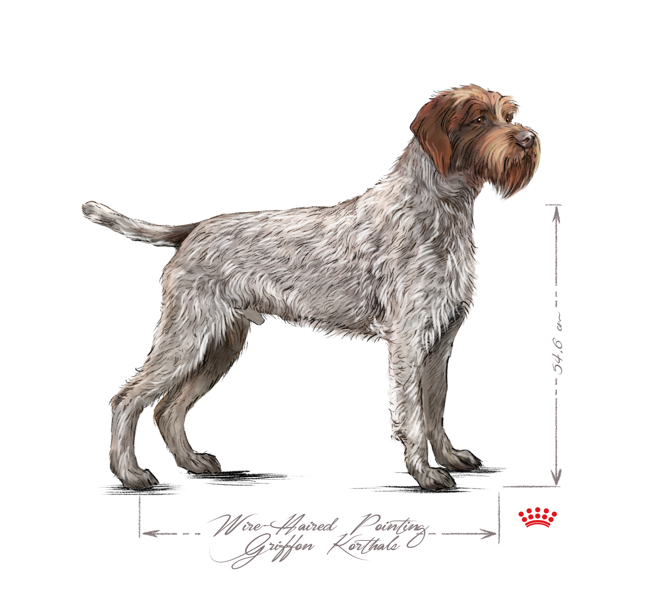 Wire-Haired Pointing Griffon Korthals adult black and white