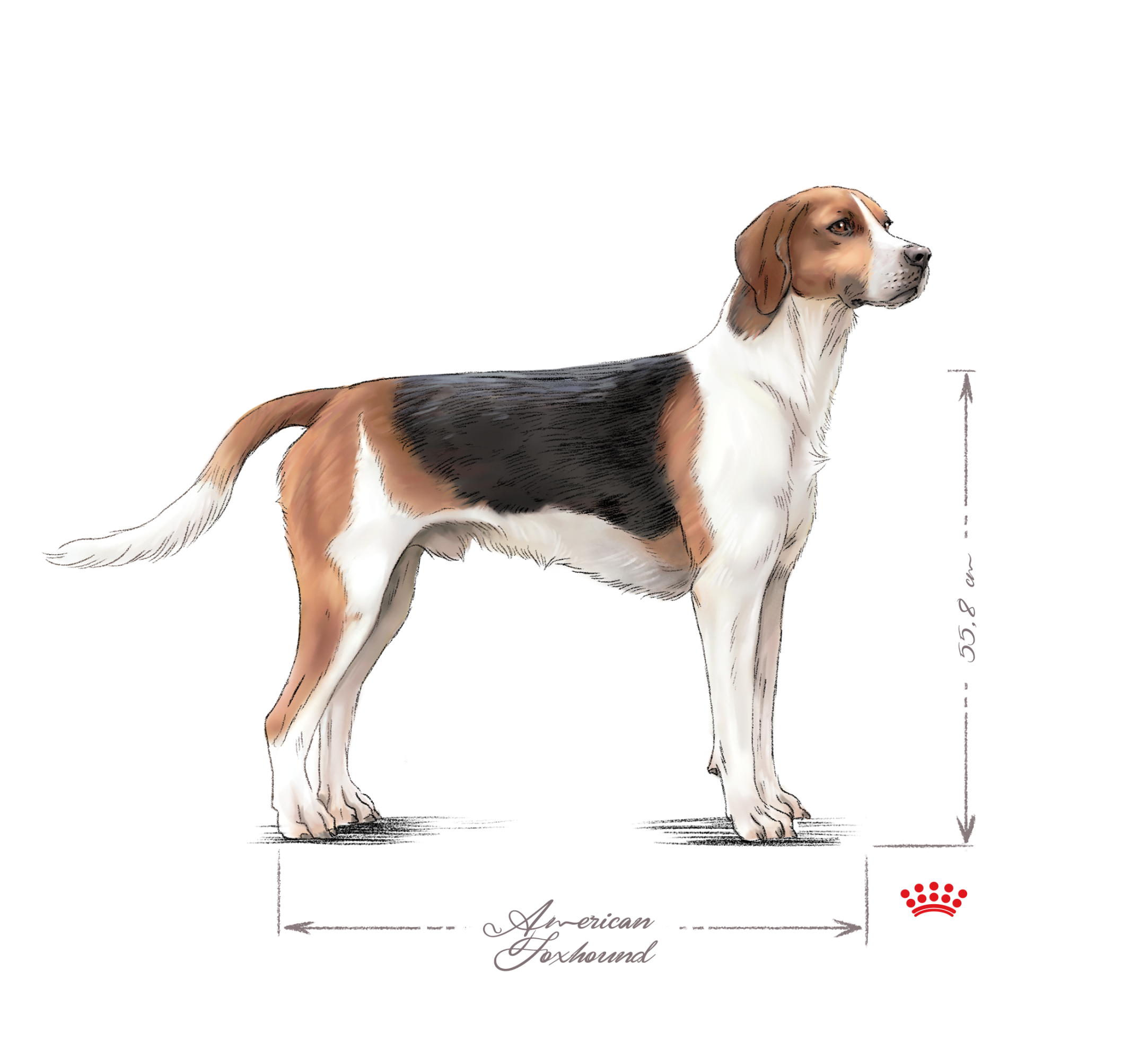 American Foxhound black and white