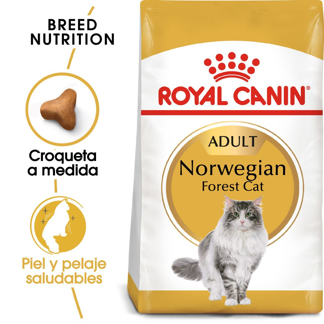 Norwegian Forest Cat Adult