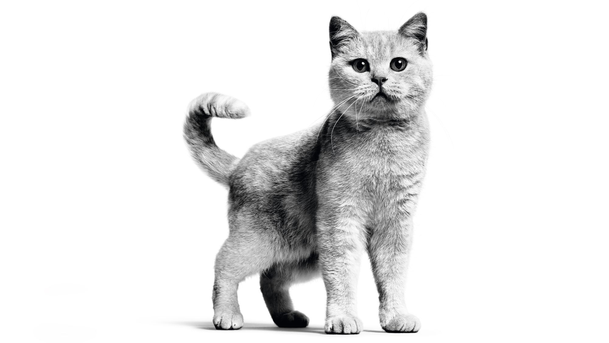 British Shorthair adult standing in black and white