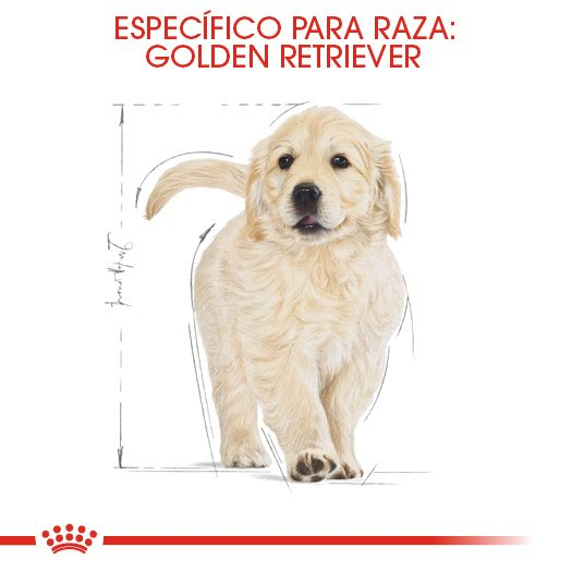 Golden Retriever cachorro