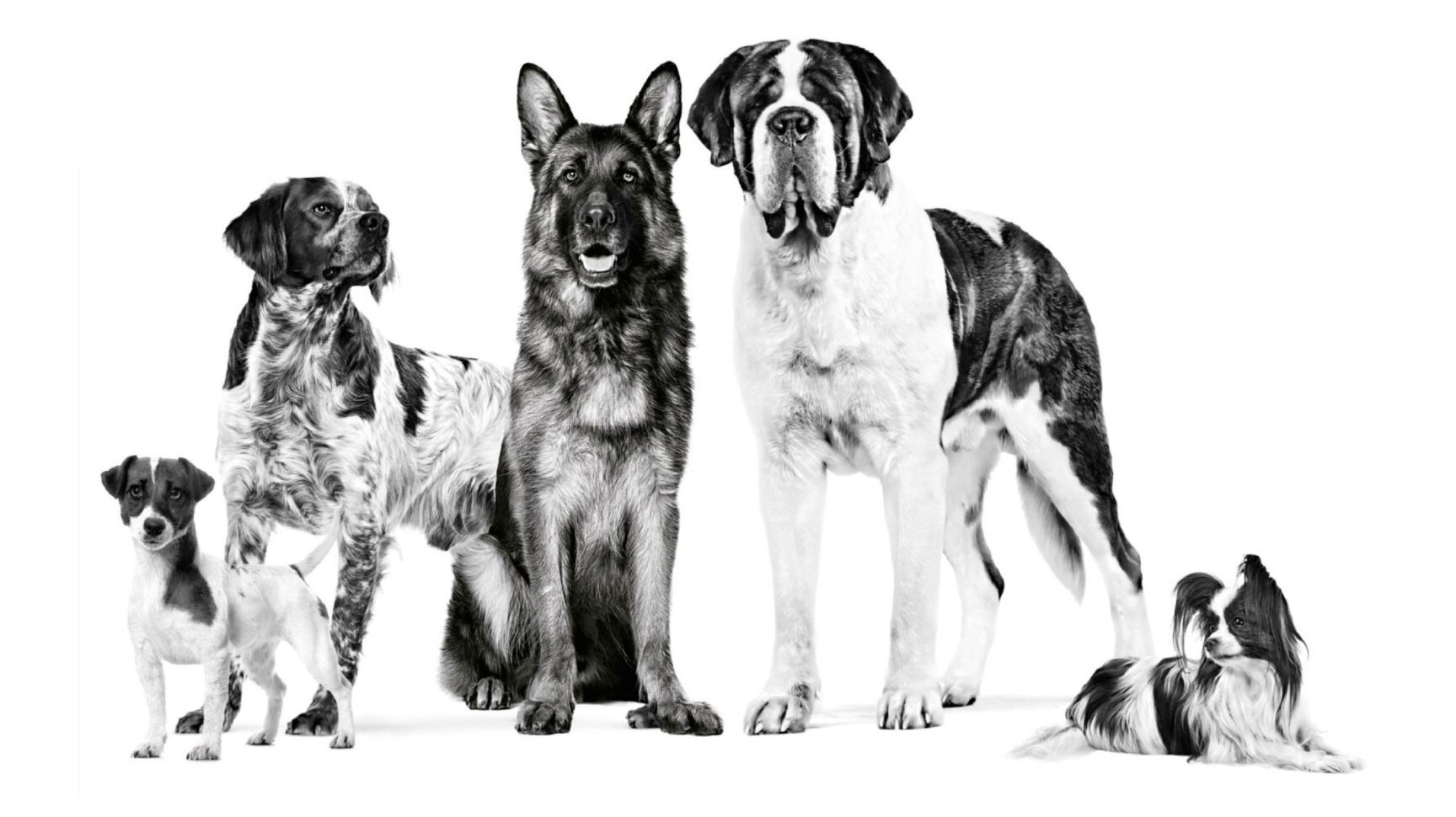 Mehrere Hunde in unterschiedlichen Größen schauen direkt nach vorne