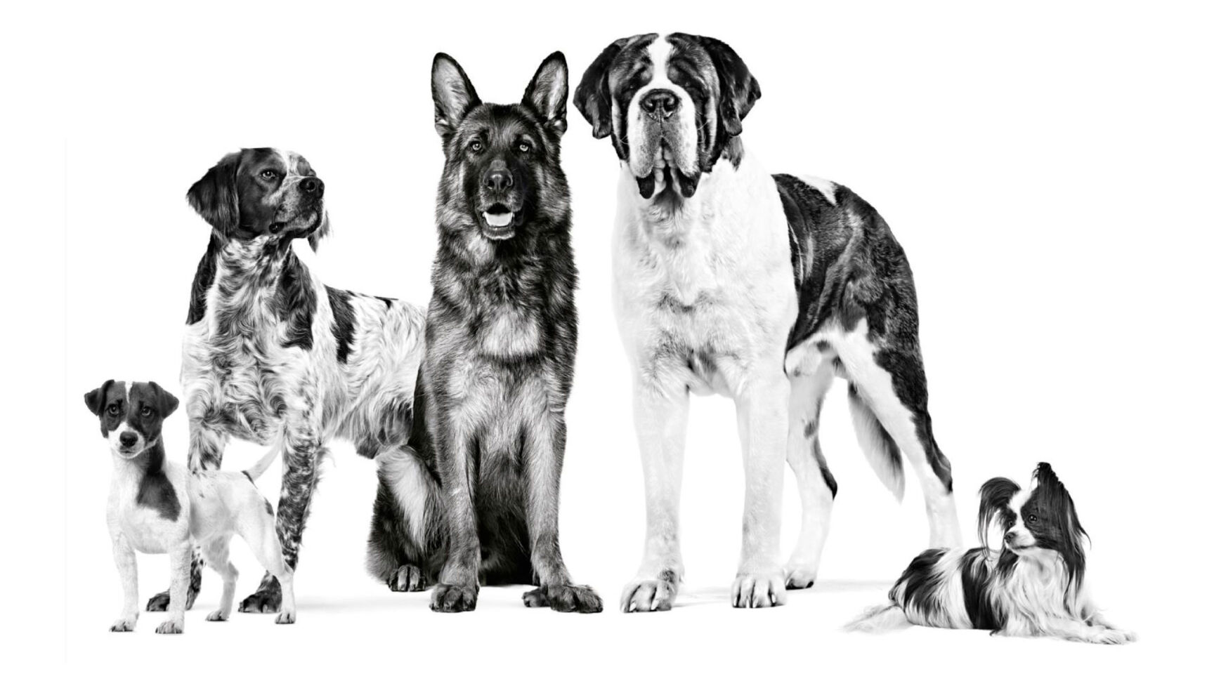 Several dogs of different sizes looking ahead on black and white