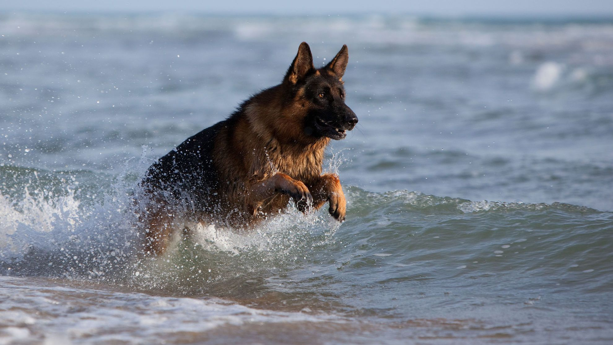 Німецька вівчарка грає в морі, здіймаючи бризки води