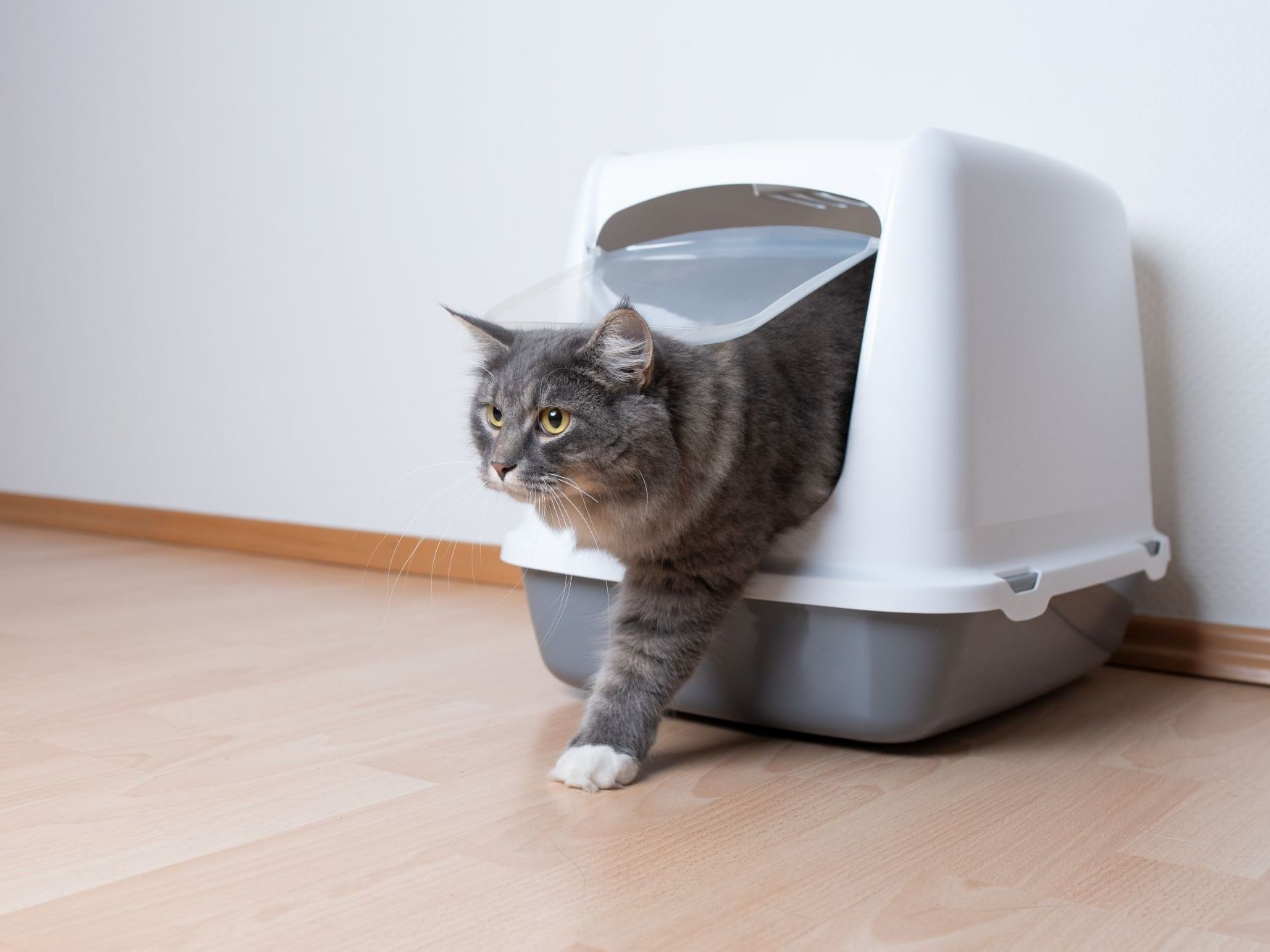 Chat maine coon tigré bleu quittant un bac à litière gris couvert