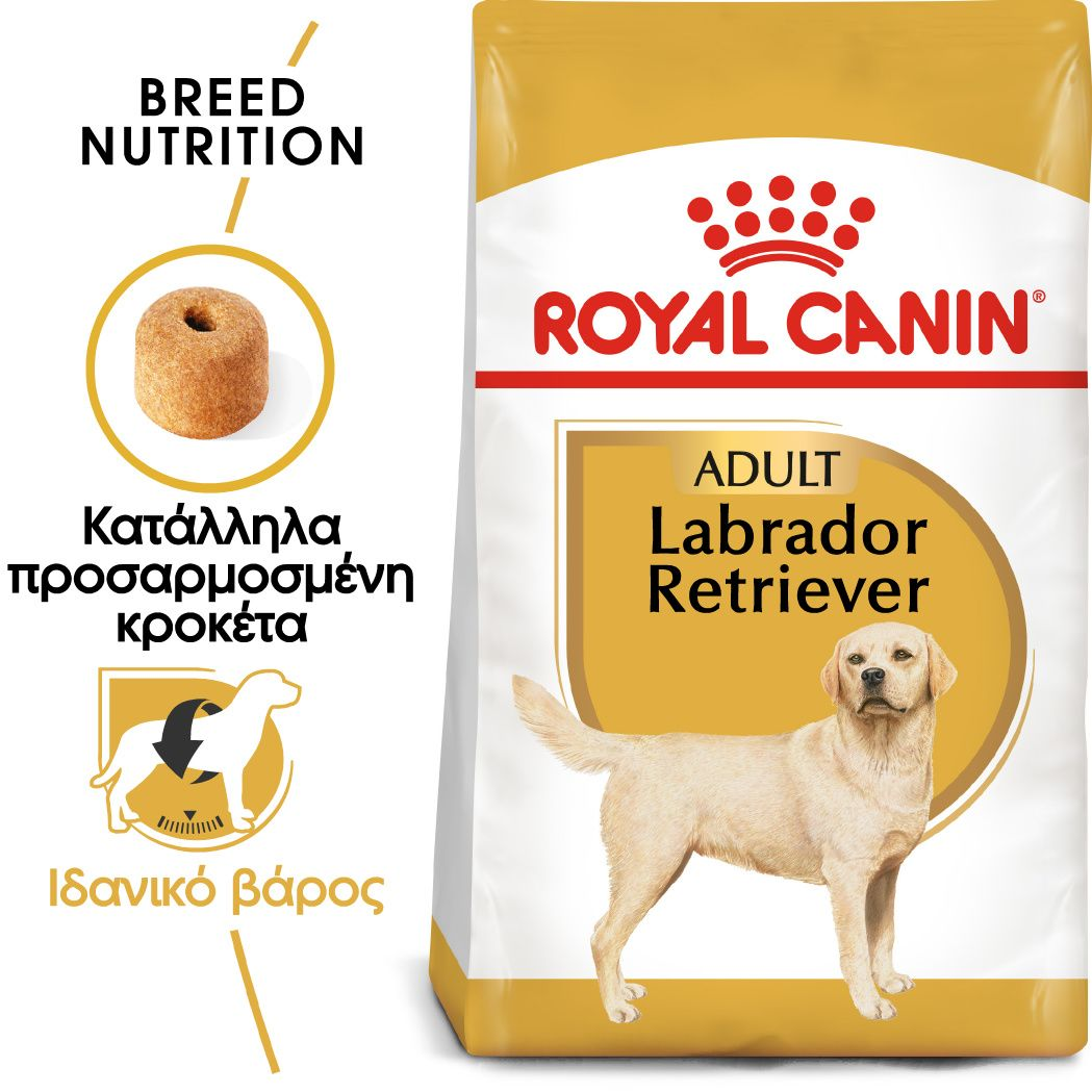 Labrador Retriever Adult