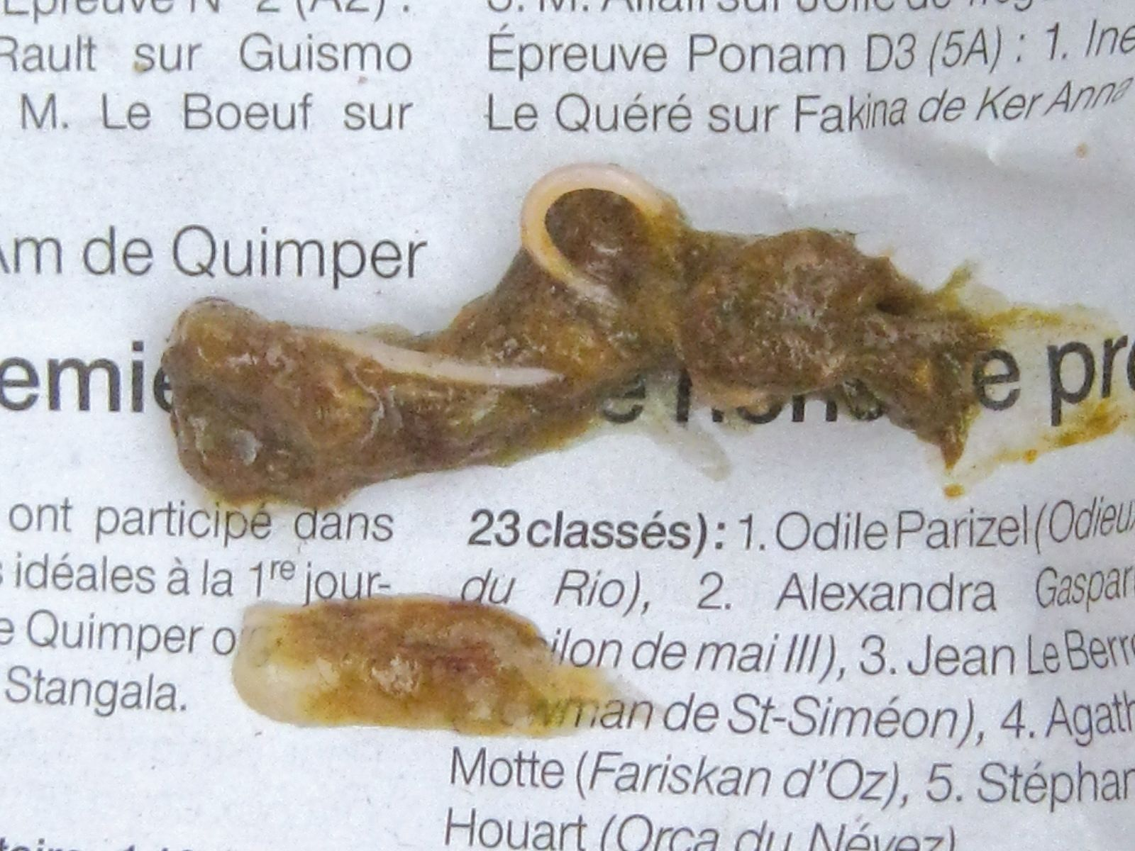 Figure 6. Des parasites de type ascaris peuvent tre visualiss  lil nu dans certains cas de diarrhe. Aurlien Grellet