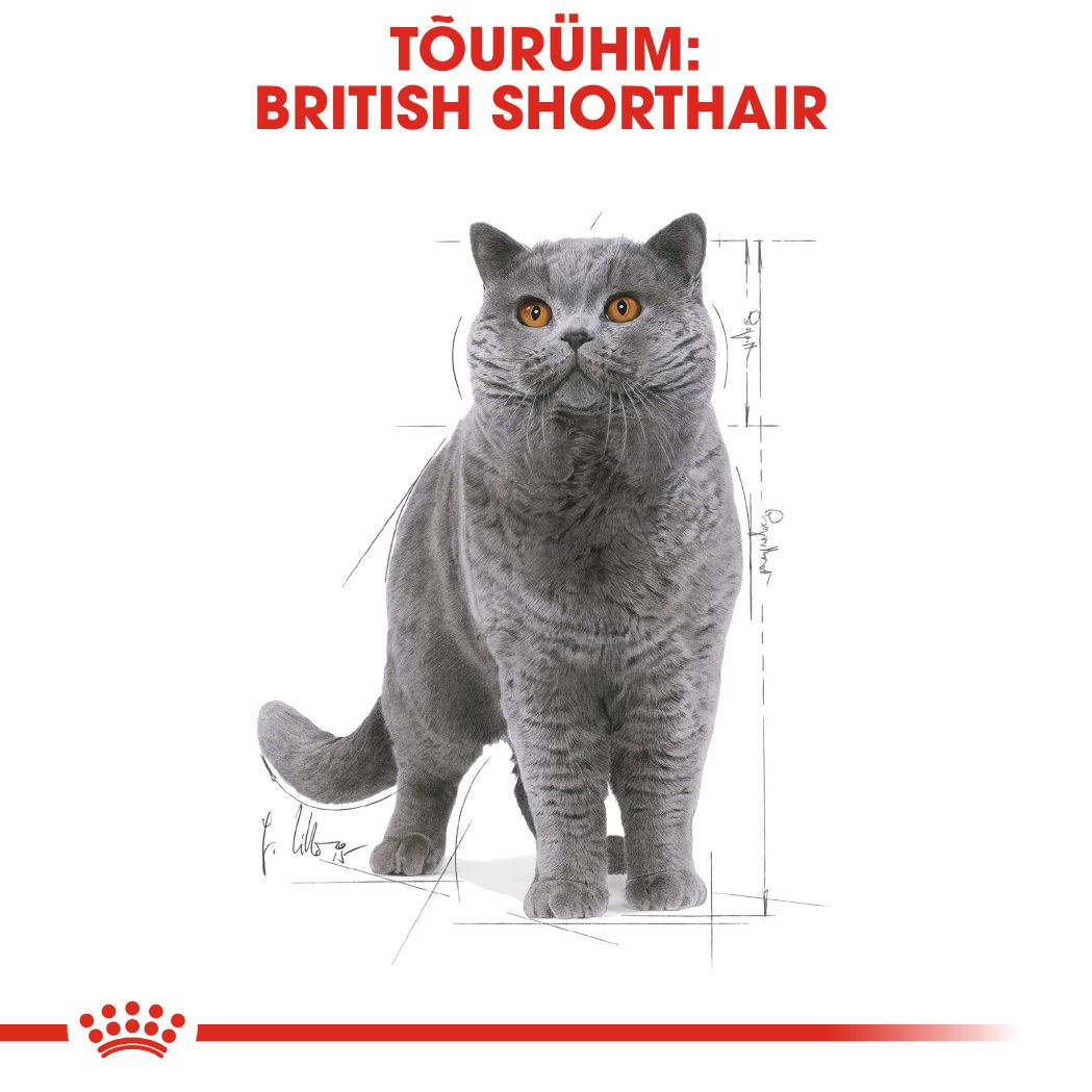 Royal Canin British Shorthair konserv (õhukesed viilud kastmes)