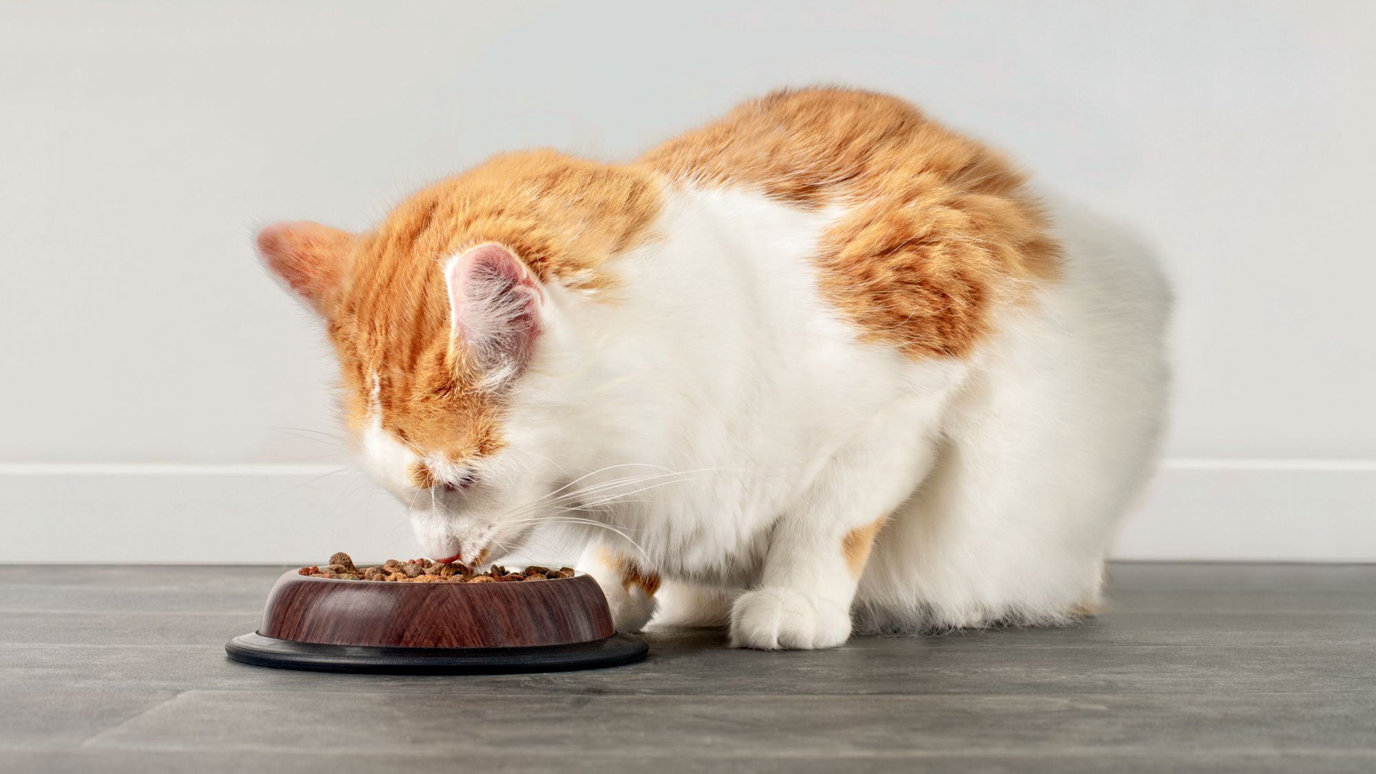 cat-sitting-indoors-eating-from-a-feeding-bowl