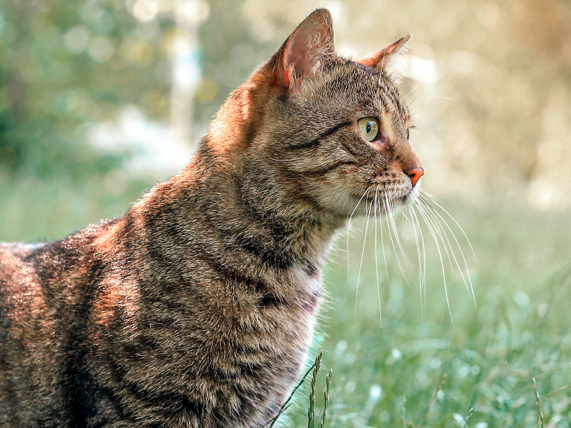 Uzun çimlerde oturan yetişkin kedi